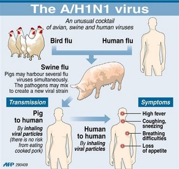 Свиной грипп A(H1N1)