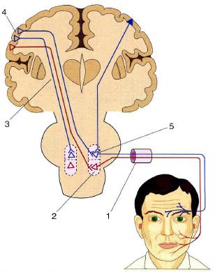 Рис. 1-10. Ход центральных двигательных нейронов к ядру лицевого нерва