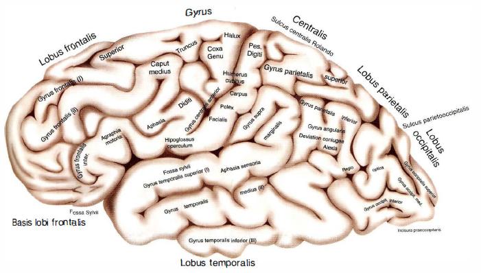 Рис. 1-1 . наружная поверхность левого полушария мозга с основными извилинами.
